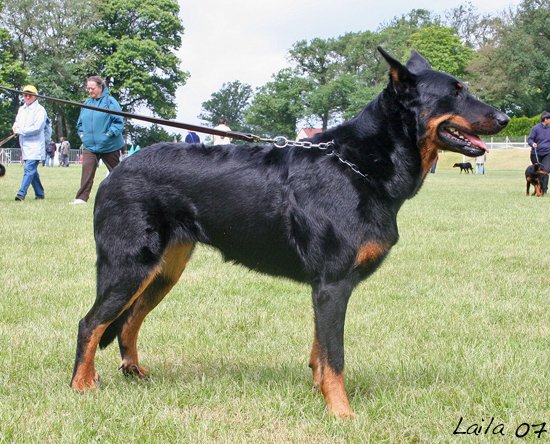 Birmane De Montclea (22)